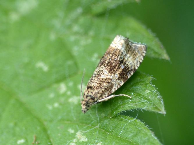 Celypha lacunana © Morvan Debroize