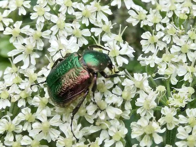 Verdet (Gnorimus nobilis) © Sylvain Montagner