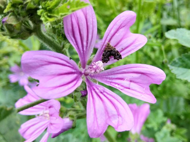 Grande mauve (Malva sylvestris) © Sylvain Montagner