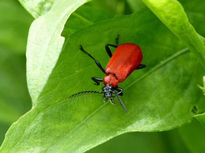 Pyrochre écarlate (Pyrochroa coccinea) © Morvan Debroize