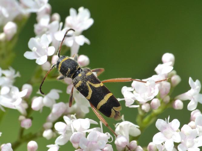 Clyte bélier (Clytus arietis) © Morvan Debroize