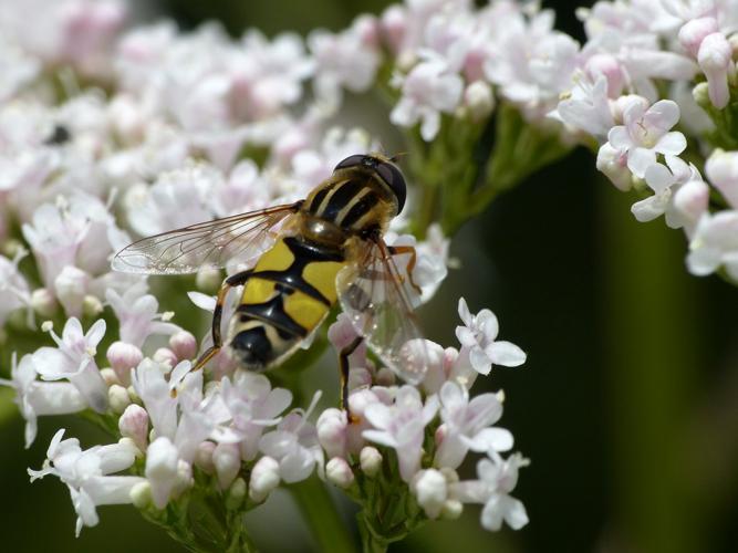 Hélophile à bandes grises (Helophilus trivittatus) © Morvan Debroize