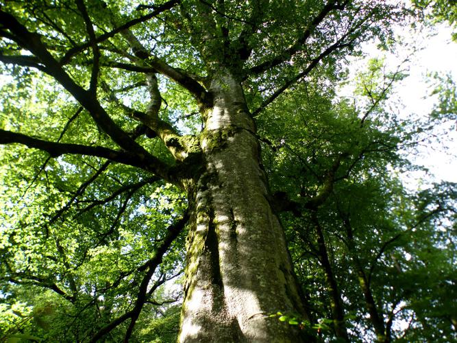 Hêtre (Fagus sylvatica) © Morvan Debroize