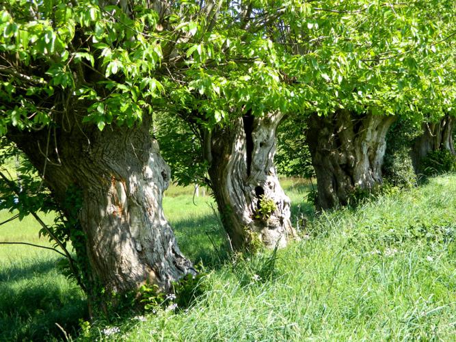 Haie de Châtaignier commun (Castanea sativa) © Morvan Debroize