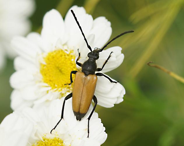 Lepture fauve (Stictoleptura fulva) © Sylvain Montagner