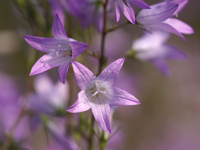 Campanule raiponce (Campanula rapunculus) © Sylvain Montagner