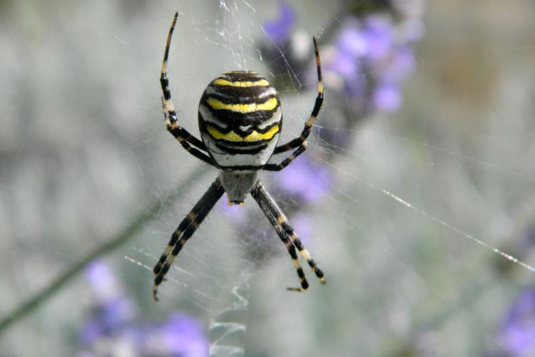 Argiope frelon (Argiope bruennichi) © Morvan Debroize