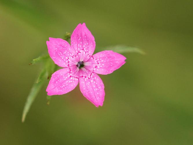 Oeillet velu (Dianthus armeria) © Sylvain Montagner