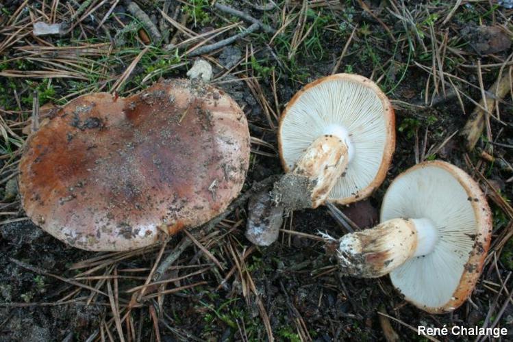 Tricholoma batschii © R. Chalange