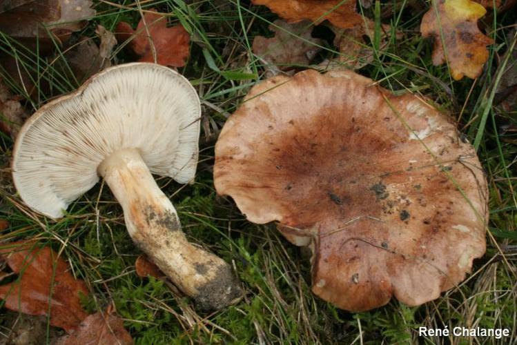 Tricholoma pessundatum © R. Chalange