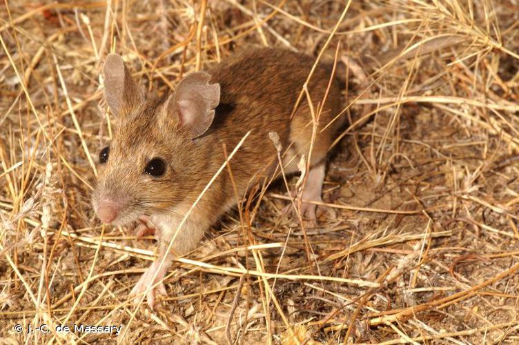 Mulot sylvestre (Apodemus sylvaticus) © J.-C. de Massary