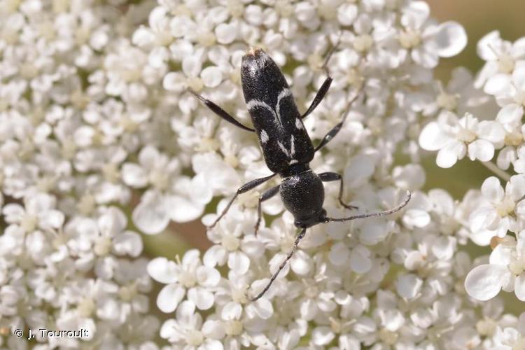 Chlorophorus sartor © J. Touroult