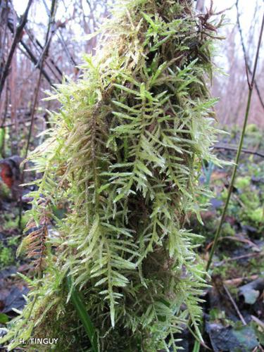 Cirriphyllum piliferum © H. TINGUY