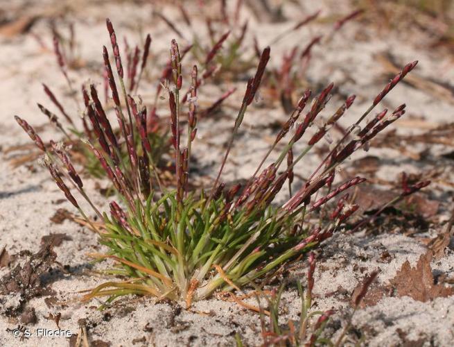 Mibora naine (Mibora minima) © S. Filoche