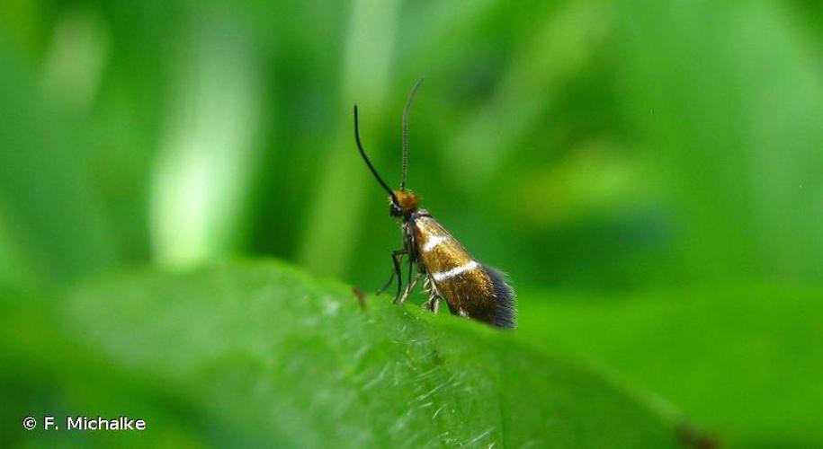 Micropterix aruncella © F. Michalke