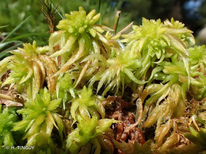 Sphagnum auriculatum © H. TINGUY