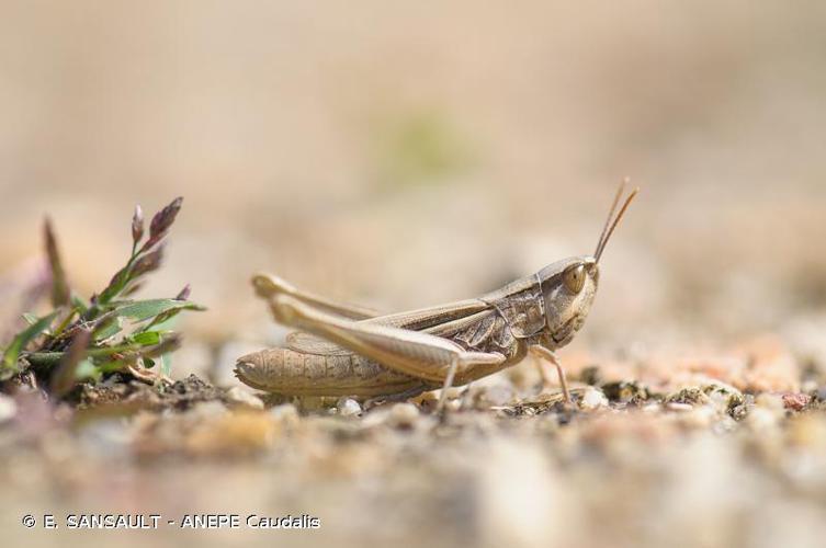 Euchorthippus elegantulus © E. SANSAULT - ANEPE Caudalis