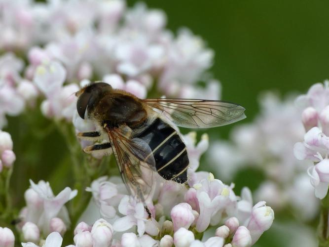 Eristale des arbustes (Eristalis arbustorum) © Morvan Debroize