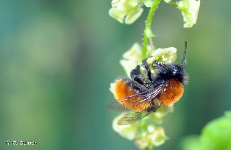 Andrena fulva © C. Quintin