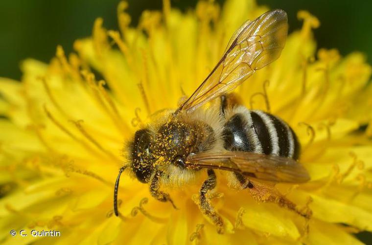 Andrena gravida © C. Quintin