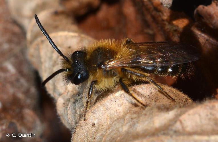 Andrena lagopus © C. Quintin