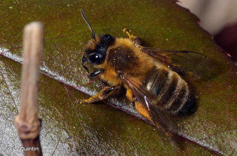 Andrena nigroaenaea © C. Quintin