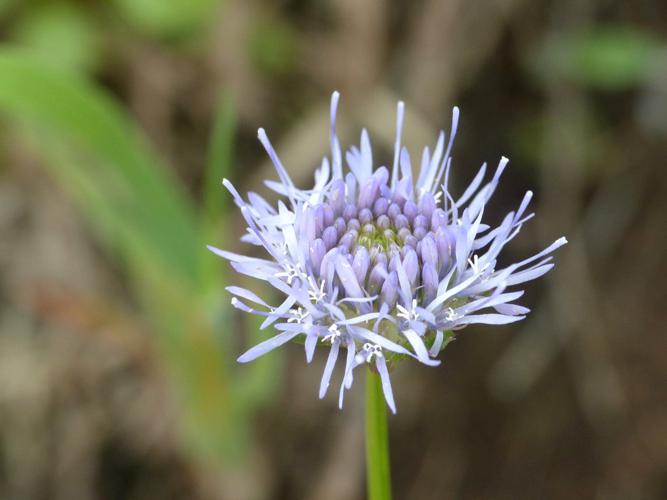 Jasione des montagnes (Jasione montana) © Morvan Debroize