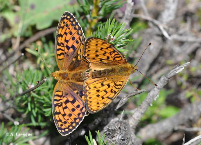 Grand Nacré (Le) (Argynnis aglaja) © A. Lévêque