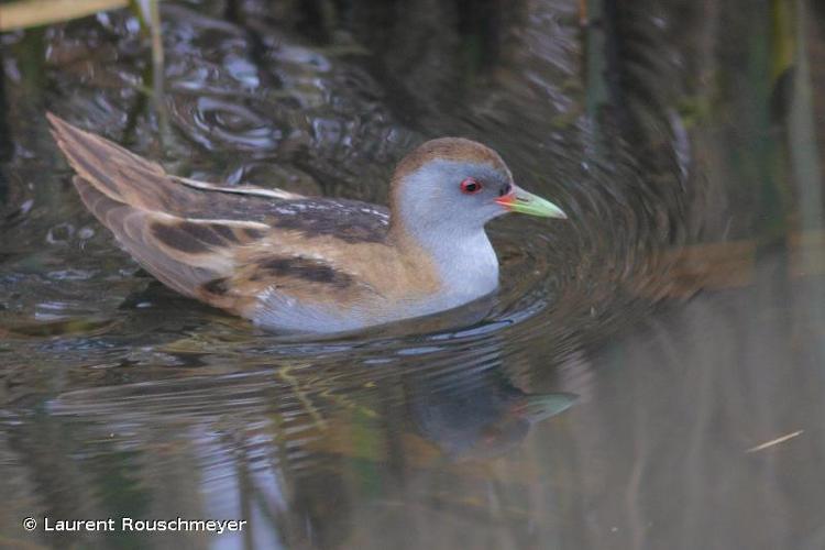 Marouette poussin (Zapornia parva) © Laurent Rouschmeyer