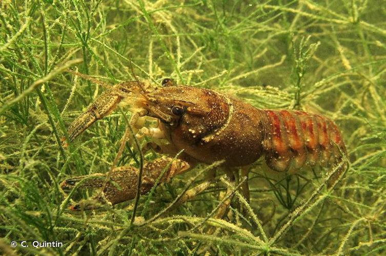 Écrevisse américaine (L') (Orconectes limosus) © C. Quintin