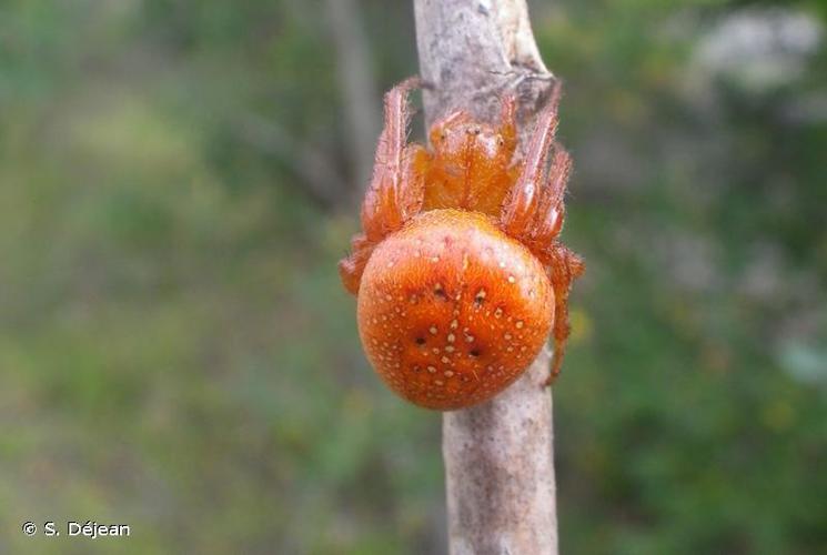 Épeire alsine (Araneus alsine) © S. Déjean