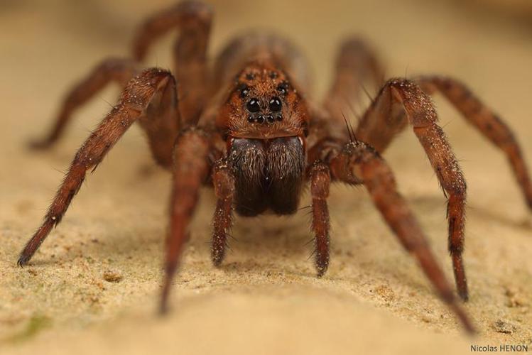 Trochose terrassière (Trochosa terricola) © Nicolas Henon