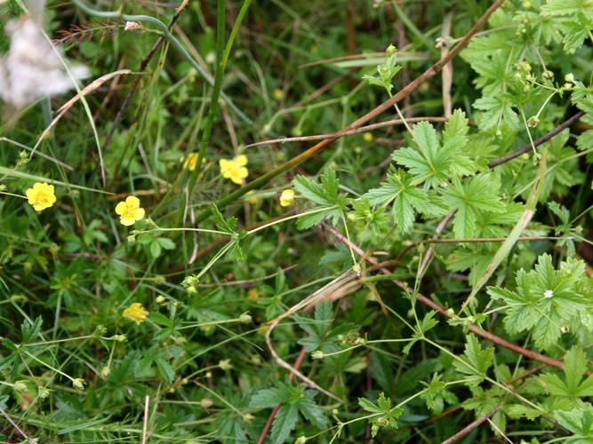 Potentille tormentille (Potentilla erecta) © Florent Maufay