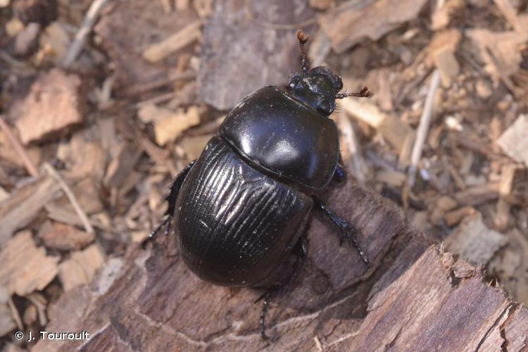 Géotrupe du fumier (Geotrupes stercorarius) © J. Touroult