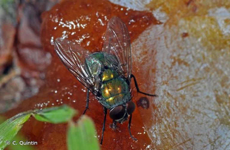 Mouche verte (Lucilia caesar) © C. Quintin