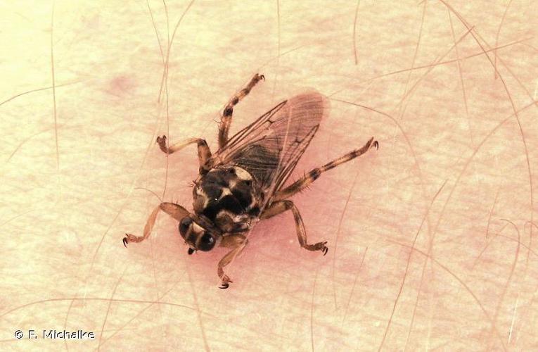 Mouche à chien (Hippobosca equina) © F. Michalke