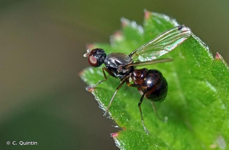 Petite mouche à bouse (Sepsis fulgens) © C. Quintin