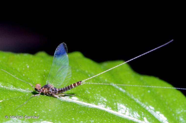 Ephémère (Cloeon dipterum) © Michel Garnier