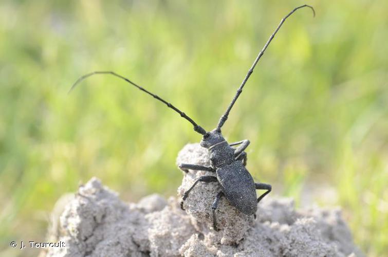 Morimus asper asper © J. Touroult