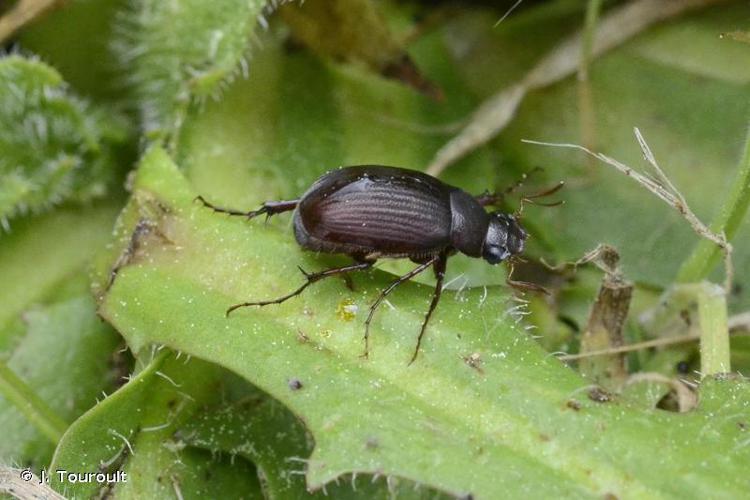 Serica brunnea © J. Touroult