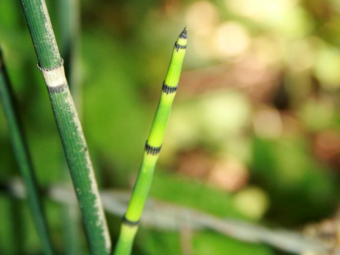 Prêle d'hiver (Equisetum hyemale) © Florent Maufay