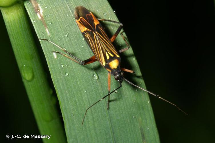 Miris striatus © J.-C. de Massary