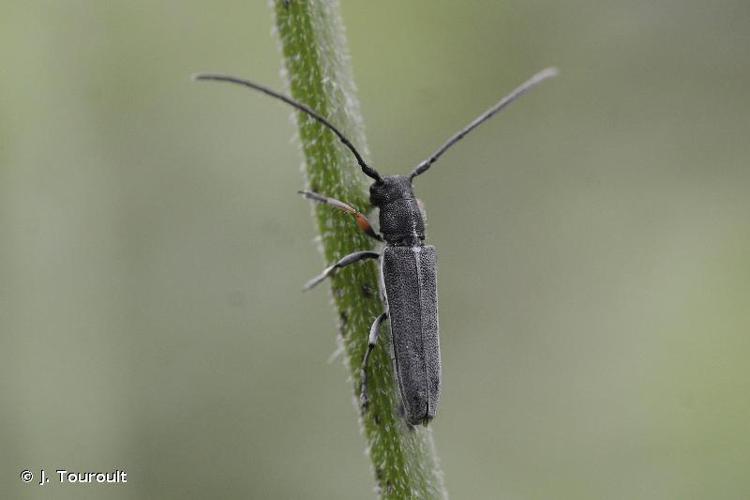 Phytoecia cylindrica © J. Touroult