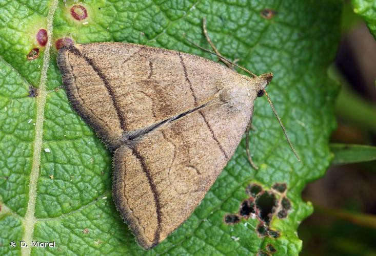 Herminie grise (L') (Herminia grisealis) © D. Morel