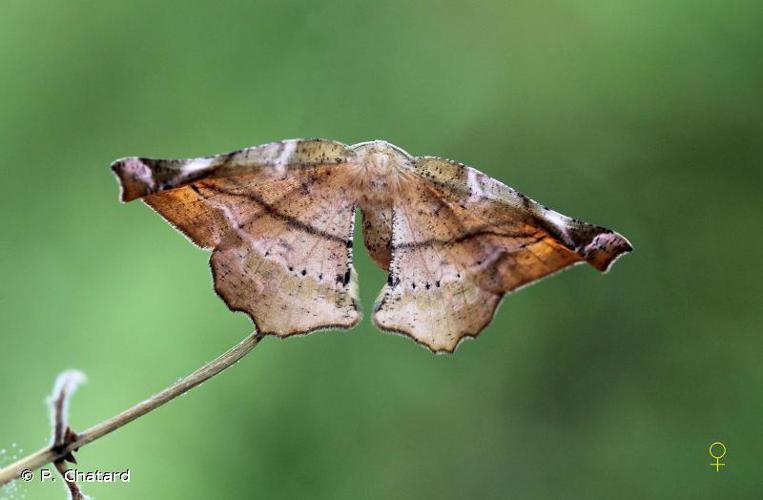 Ennomos du Lilas (L') (Apeira syringaria) © P. Chatard