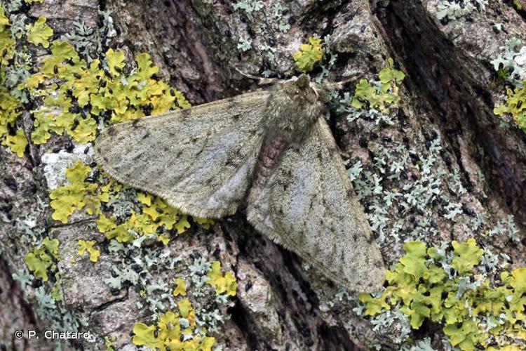 Phalène velue (La) (Phigalia pilosaria) © P. Chatard