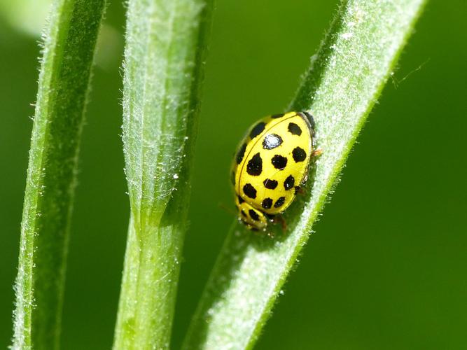 Coccinelle à 22 points (Psyllobora vigintiduopunctata) © Morvan Debroize