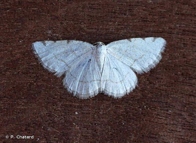 Stéganie du peuplier (La) (Stegania trimaculata) © P. Chatard