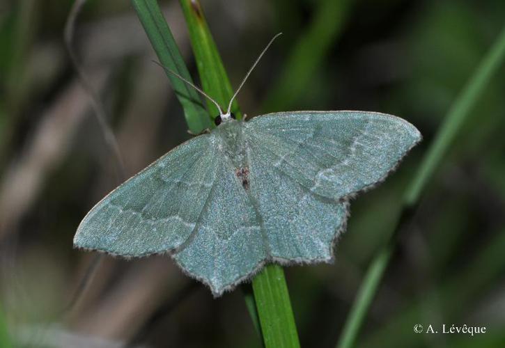 Phalène sillonnée (La) (Hemithea aestivaria) © A. Lévêque