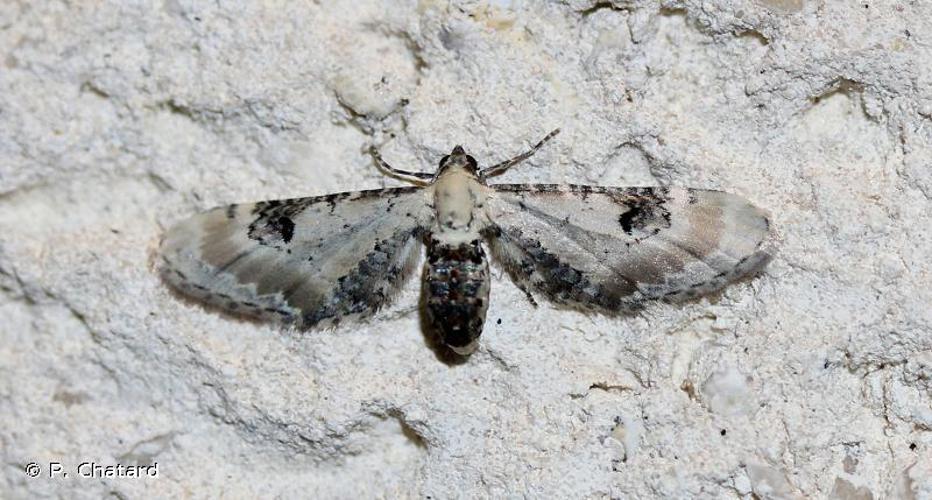 Eupithécie des Centaurées (L') (Eupithecia centaureata) © P. Chatard